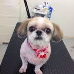 シーズー　チョコちゃん２６８